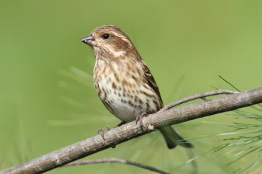 Mor Finch (Carpodacus purpureus)
