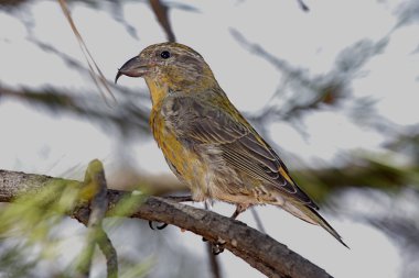 Kırmızı (veya Yaygın) Crossbill