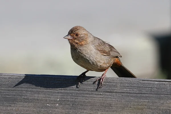 Kalifornien (brown) busksparv (pipilo crissalis) — Stockfoto