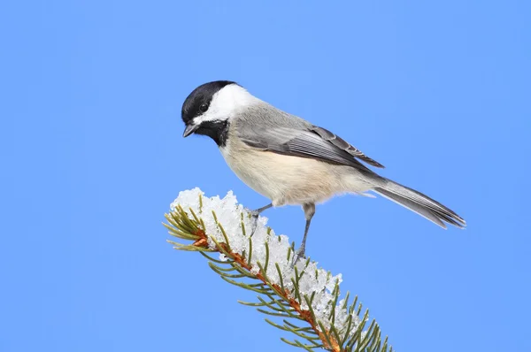 Chickadee på en gren — Stockfoto