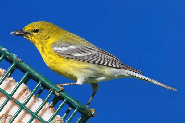 Pine Warbler (Dendroica Setophaga pinus) — Stock Photo, Image