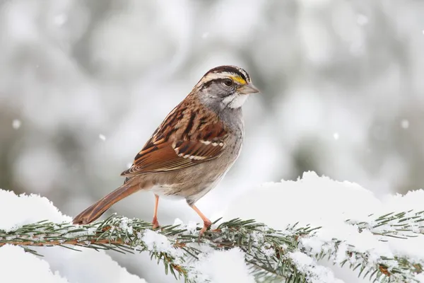 Oiseau dans la neige — Photo