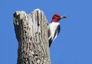 Kızıl başlı ağaçkakan (melanerpes erythrocephalus)