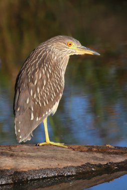 siyah taç gece balıkçılı