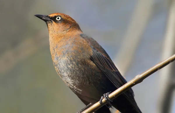 Rostige Amsel (Euphagus carolinus)) — Stockfoto