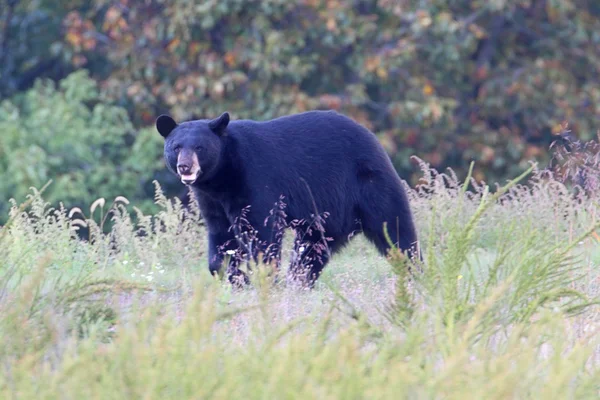 Black Bear (Ursus americanus) — Stock Photo, Image