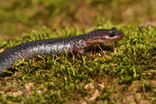 Salamandra con respaldo rojo (Plethodon cinereus ) — Foto de Stock