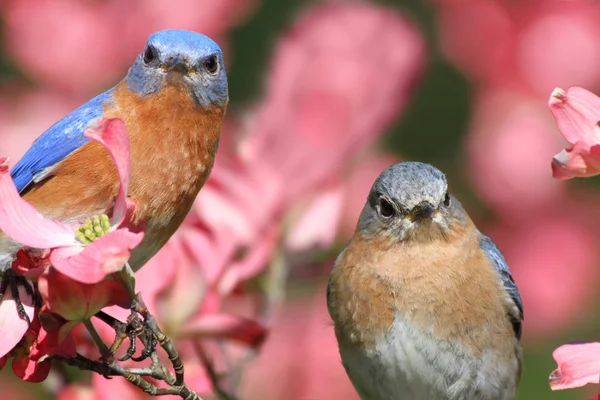 Východní bluebirds — Stock fotografie