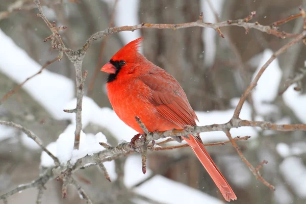 Cardinal dans la neige — Photo