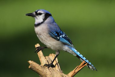 Mavi Jay (corvid siyanocitta)
