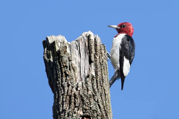 Red-headed Woodpecker (Melanerpes erythrocephalus) — Stock Photo, Image