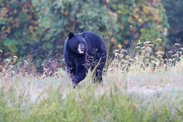 Black Bear (Ursus americanus) — Stock Photo, Image