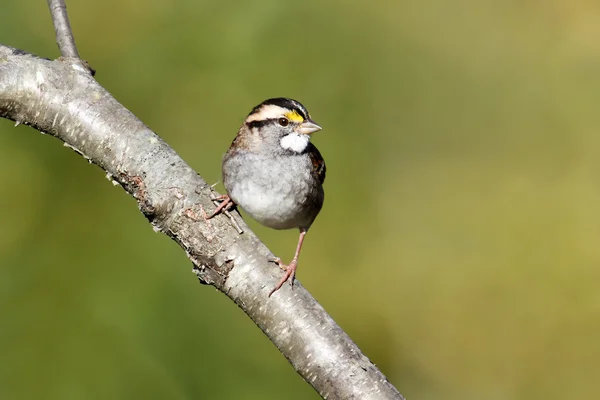 Beyaz - boğazlı serçe — Stok fotoğraf