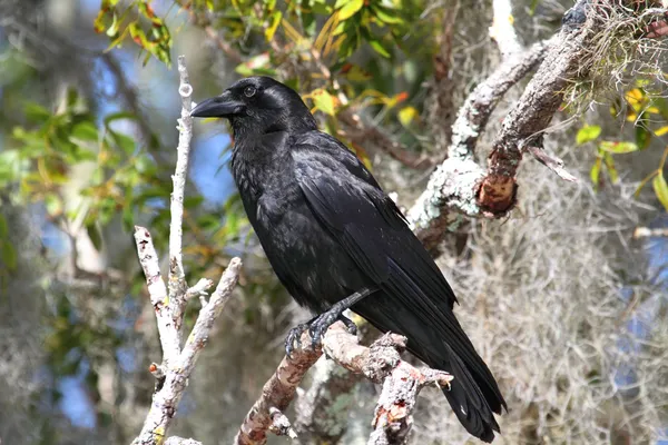 Американская ворона (Corvus brachyrhynchos ) — стоковое фото