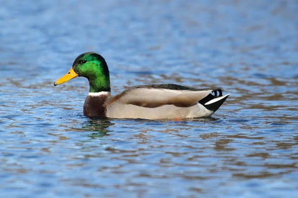 Male Duck (Mallard) in Blue Water — Stock Photo, Image