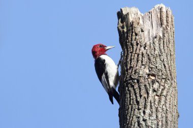 Kızıl başlı ağaçkakan (melanerpes erythrocephalus)
