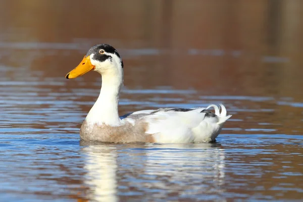 Indische Laufente im blauen Wasser — Stockfoto