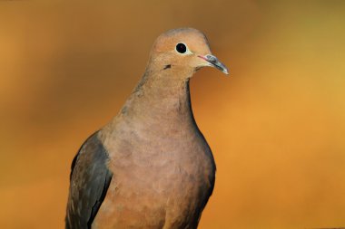 Mourning Dove (Zenaida macroura) clipart