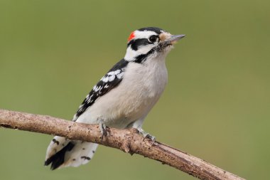 Tüylü ağaçkakan (Picoides pubescens)