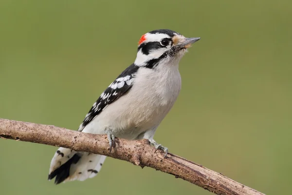 Duniga hackspett (Picoides pubescens) — Stockfoto