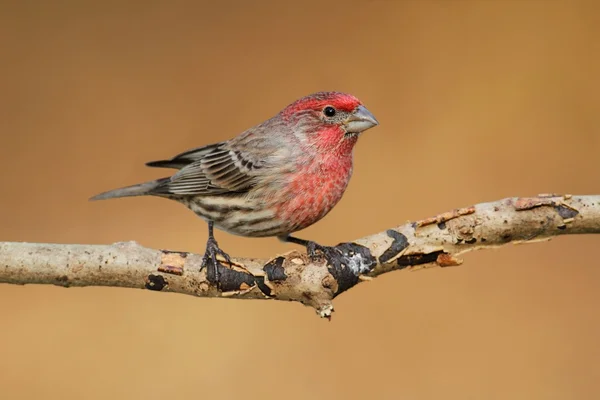 남성 집 피리 새 류 (Carpodacus mexicanus) — 스톡 사진