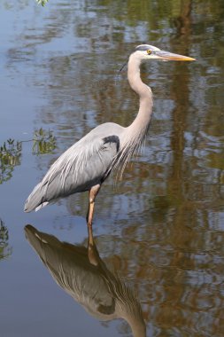 Büyük Mavi Balıkçıl (ardea herodias)