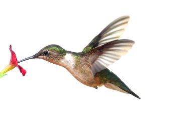 Isolated Ruby-throated Hummingbird clipart