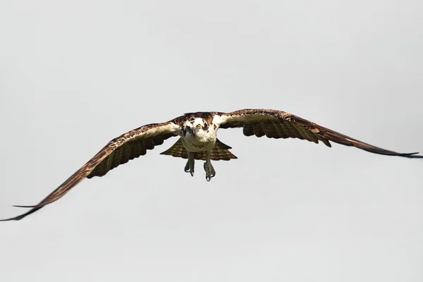 Osprey (pandion haliaetus) — 스톡 사진