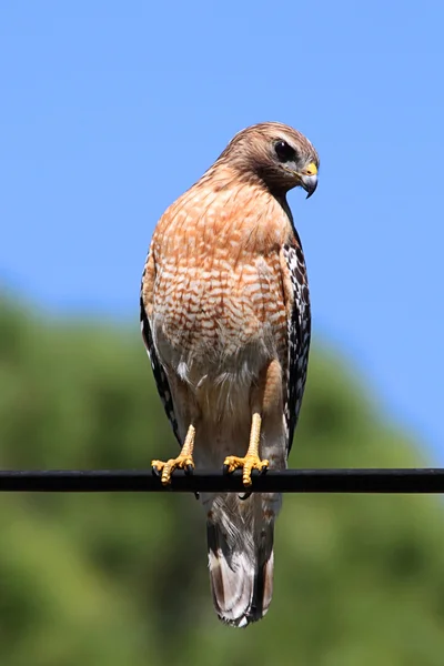 Falcão de ombros vermelhos (Buteo lineatus ) — Fotografia de Stock