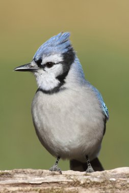 mavi alakarga dal
