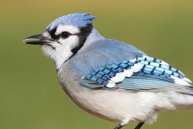mavi alakarga dal