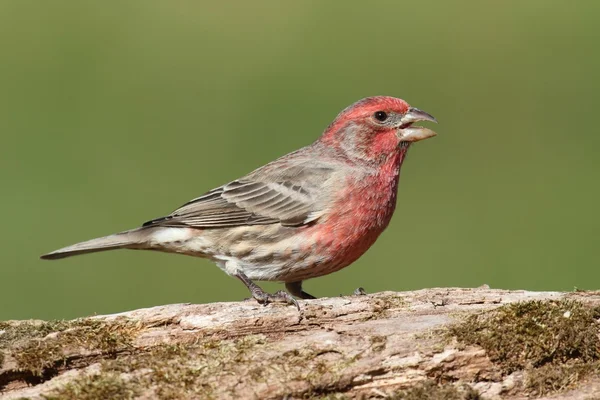 Erkek evi Finch (Carpodacus mexicanus) — Stok fotoğraf