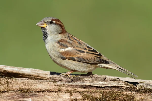 Mužské house sparrow — Stock fotografie