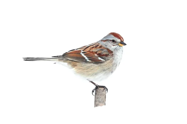 Americký tree sparrow — Stock fotografie