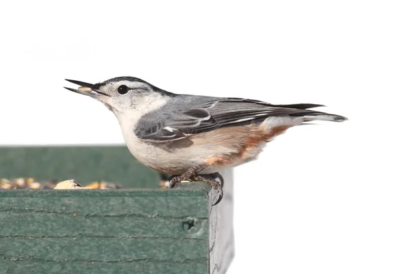 Uccello su un alimentatore su bianco — Foto Stock