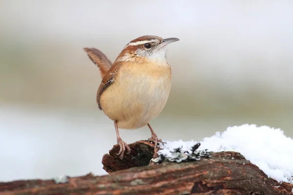 Carolina Wren in inverno — Foto Stock