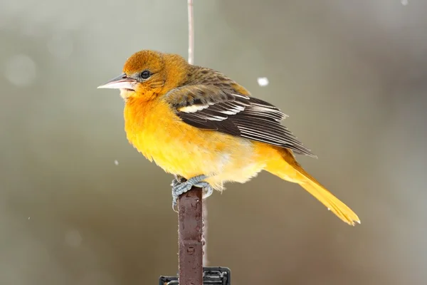 Baltimore Oriole (icterus galbula)) — Zdjęcie stockowe