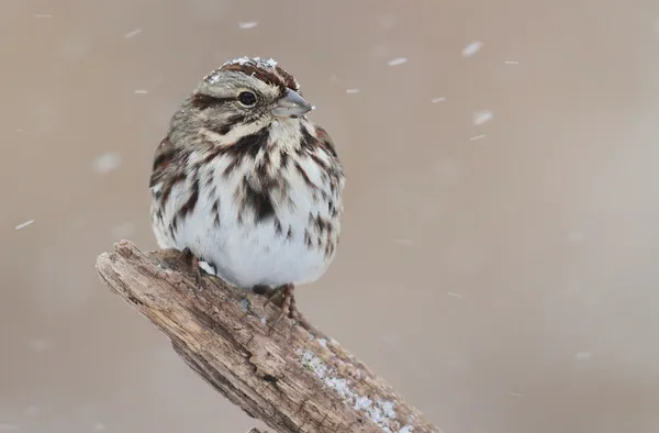 Sparrow In Snow — Stock Photo, Image