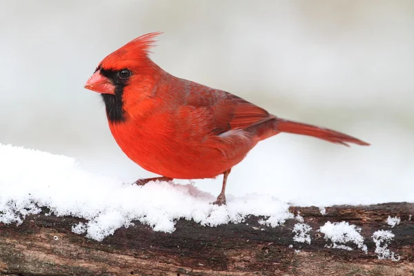 Kardinaal in sneeuw — Stockfoto