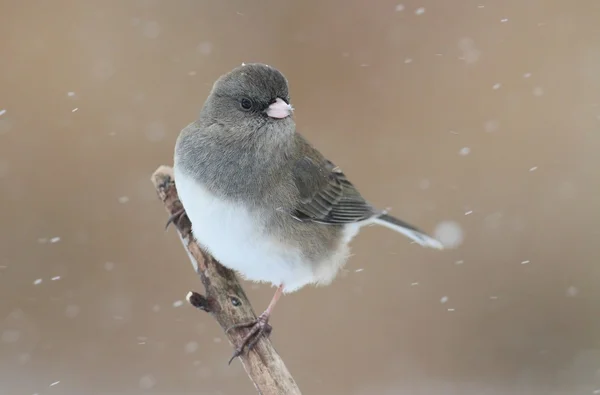 Junco auf einem schneebedeckten Ast — Stockfoto