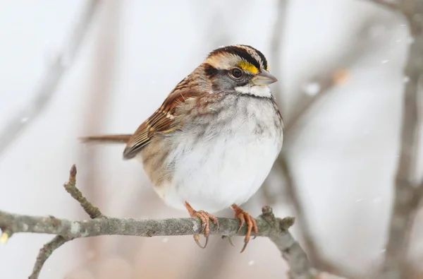 Ptak w śniegu — Zdjęcie stockowe