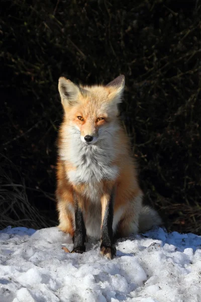 Zorro rojo (vulpes ) — Foto de Stock