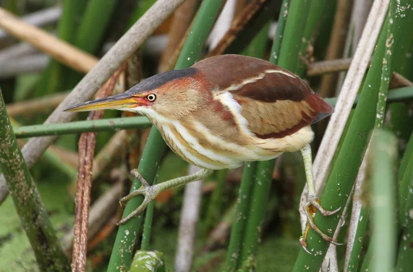 Least Bittern (Ixobrychus exilis) — Stock Photo, Image