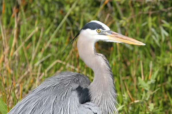 Gran Garza Azul (ardea herodias) —  Fotos de Stock