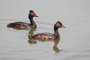 kulaklı dalgıç (podiceps nigricollis)