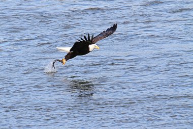 Kel Kartal (haliaeetus leucocephalus))