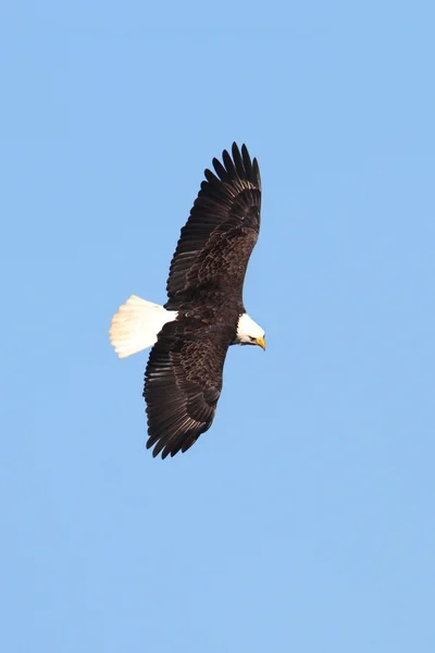 Aquila calva (haliaeetus leucocephalus) — Foto Stock