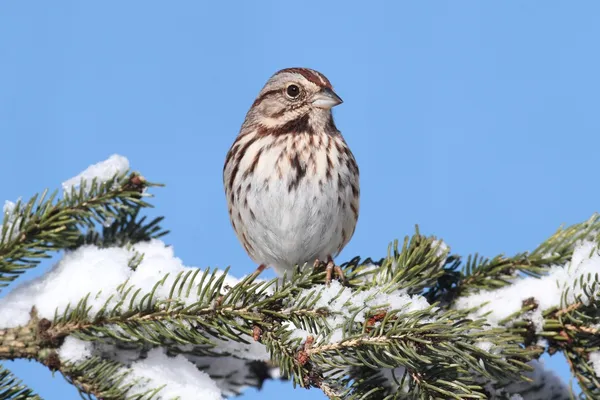 Passero nella neve — Foto Stock