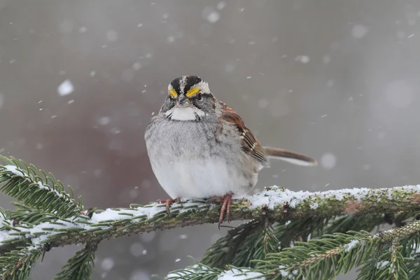 Uccello nella neve — Foto Stock