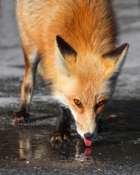 Czerwony Lis (vulpes) — Zdjęcie stockowe